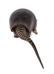 Rear side of nine banded Armadillo aka Dasypus novemcinctus, walking away. Tail hanging down over edge. Isolated cutout on a transparent background.