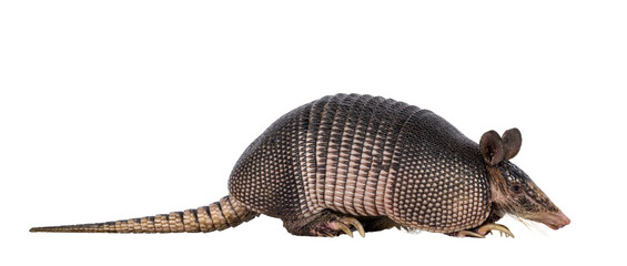 Nine banded Armadillo aka Dasypus novemcinctus, standing side ways. Looking side ways. Isolated cutout on a transparent background.