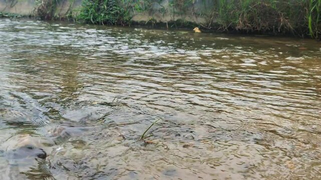 water flowing into the river, the river water flows clear