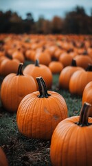 Autumn pumpkin patch harvest, fall background