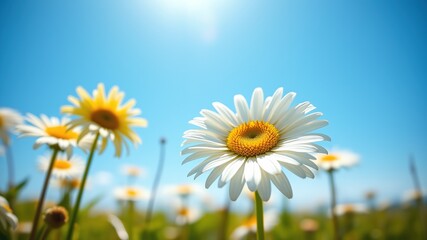 Summer Daisy Bloom - Blue Sky Photography - AI Art