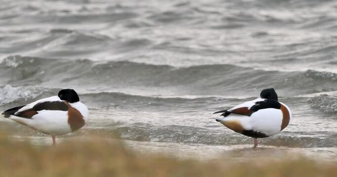 Common shelducks on the beach in a windy day,camera shake by wind power