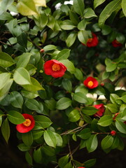 Camellia japonica. Macro