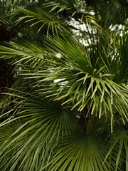 Green palm leaves