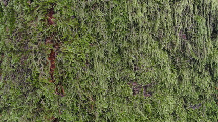 Moss Texture