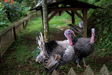 Two turkeys stand near a wooden structure and fence in a lush, green environment.