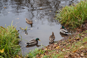 Wild ducks on the lake shore