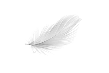 white duck feathers isolated  background