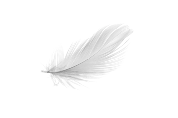 white duck feathers isolated  background