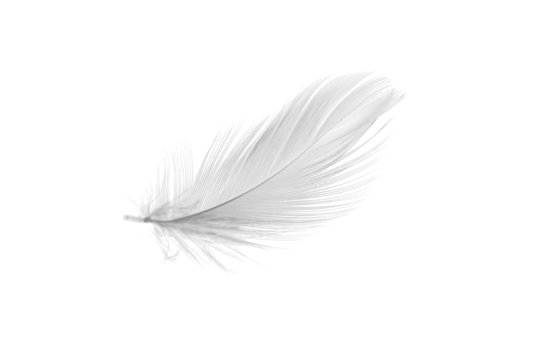 white duck feathers isolated  background