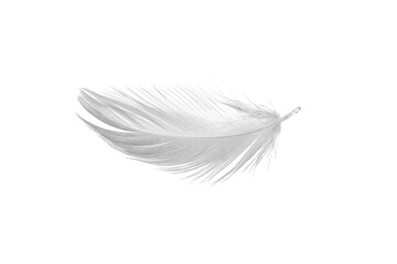 white duck feathers isolated  background
