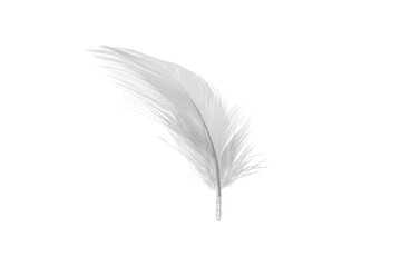 white duck feathers isolated  background