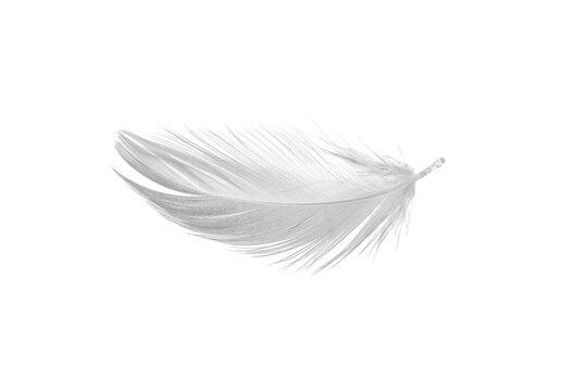 Fototapeta white duck feathers isolated  background