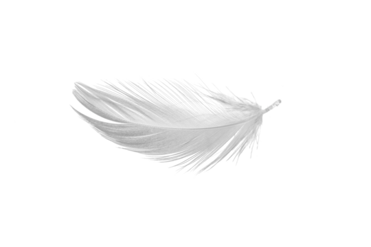 white duck feathers isolated  background