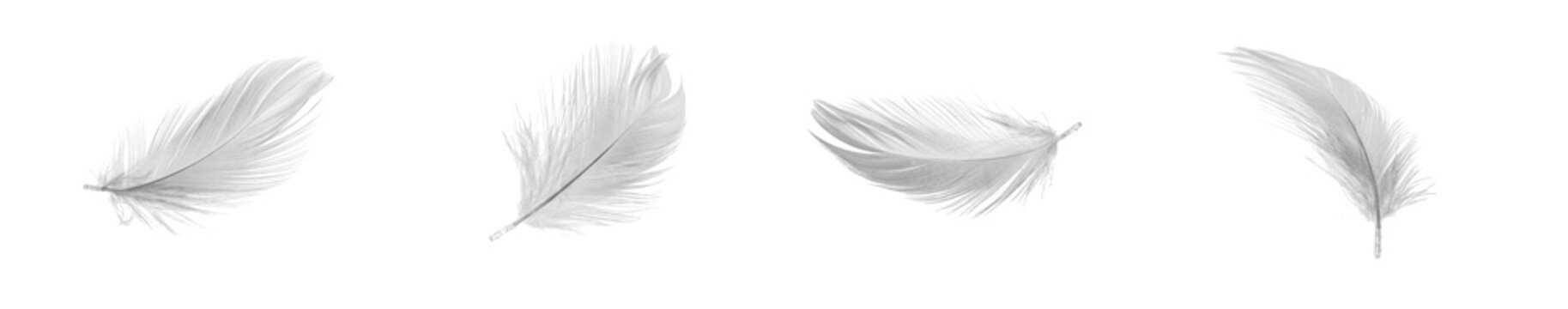 Fototapeta white duck feathers isolated  background
