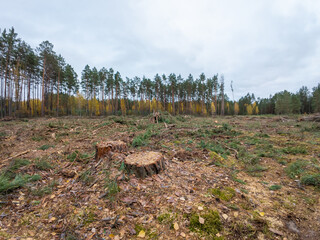Area of cut forest in autumn. Stumps of pine trees on cut forest area in countryside