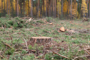 Deforestation of pine forest. Big stump in deforested area, cutting forest for materials in countryside