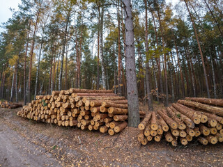 Cut pine trees in forest. Cutting spruce forest for material logs, big piles of trunks ready for transportation