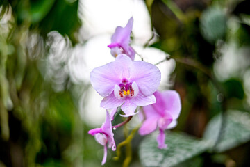 Obraz premium AUT, Botanischer Garten Linz, Orchideen