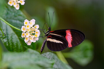 AUT, Botanischer Garten Linz, Schmetterlinge