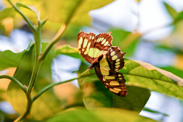 AUT, Botanischer Garten Linz, Schmetterlinge