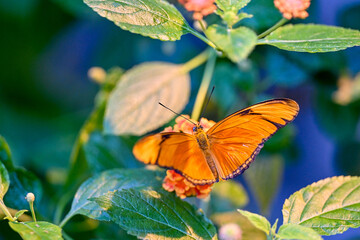 AUT, Botanischer Garten Linz, Schmetterlinge