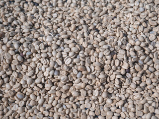 Heap of parchment coffee beans are being dried in the sun on a coffee farm.