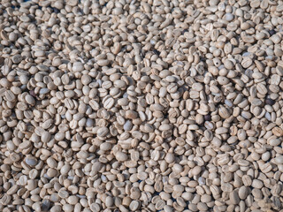 Heap of parchment coffee beans are being dried in the sun on a coffee farm.