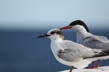 Pájaro