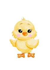 Yellowing chick boy illustration in watercolor 
