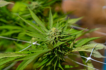 Cannabis at cannabis farm.
