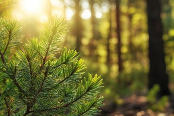 A close-up of pine needles on an evergreen tree branch, with sunlight shining through the leaves creating a warm and natural effect.
