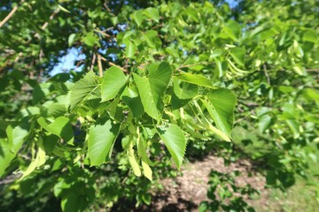 Legend Linden tree leaves in summer, Colorado
