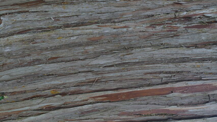 Tree Bark Texture