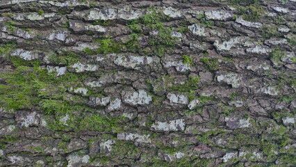 Tree Bark Texture