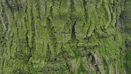 Tree Bark Texture