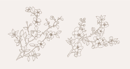 Spring blooming branches with leaves and flowers. Hand drawn botanical sketch in line art style. Vector isolated illustration