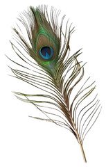 Fototapeta premium PNG Peacock feather bird peacock feather.