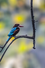 A White throated Kingfisher