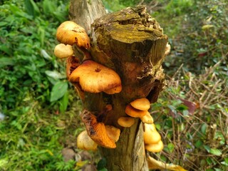 orange cap boletus