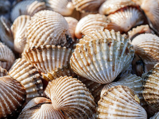 Close up of Cockle shell , abstrac cockling background cockles, fresh food