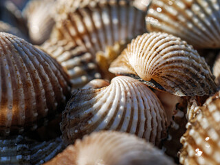 Close up of Cockle shell , abstrac cockling background cockles, fresh food