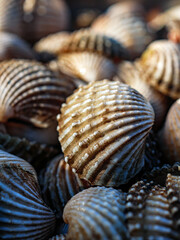 Close up of Cockle shell , abstrac cockling background cockles, fresh food