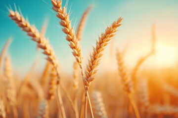 Fototapeta premium A wheat field at sunset with warm orange and pink tones reflecting off the grains and the horizon