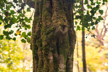 Obraz premium écorce d'arbre