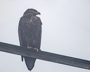 A booted eagle