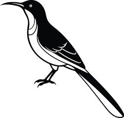 Olive-backed Sunbird silhouette vector illustration, Olive-backed Sunbird line art vector, Olive-backed Sunbird vector design