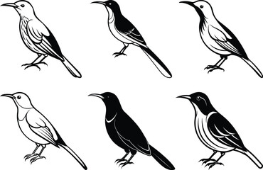 Olive-backed Sunbird set silhouette vector illustration, Olive-backed Sunbird line art vector, Olive-backed Sunbird vector design