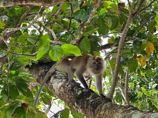 Monkey at the Monkey Bay, Koh Dong. Playful monkeys that often interact with visitors at Monkey Bay on Koh Dong, a popular tourist destination located near Lipe Island, Satun Province, Thailand