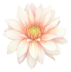 Fototapeta premium PNG Store flower dahlia petal plant.